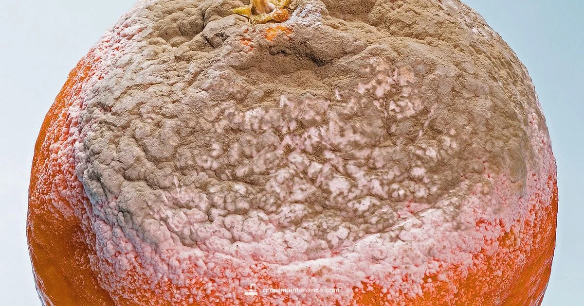 Protect Grout from Mold Protect Grout from Mold - Grout Maintenance