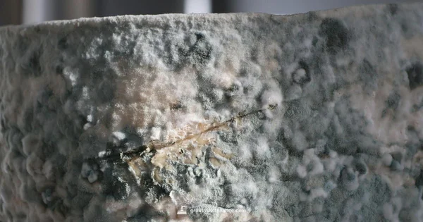 Grout Mold Fix - Grout Maintenance