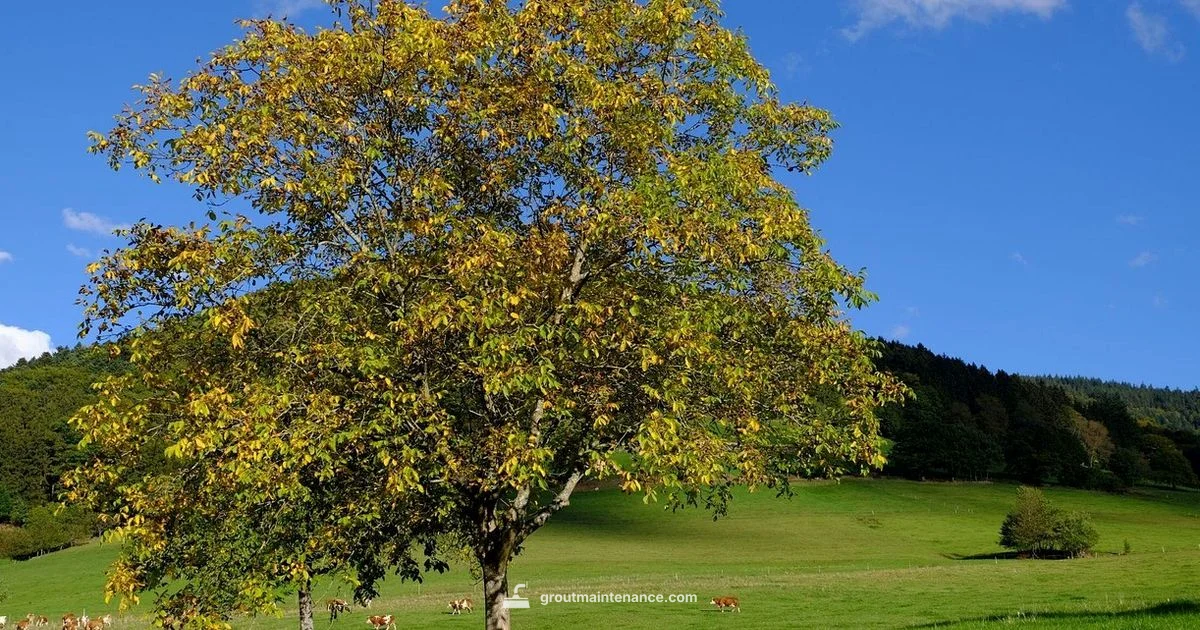 Mapei Walnut Grout - Grout Maintenance