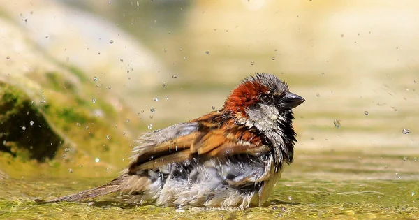 Bathroom Regrouting - Grout Maintenance
