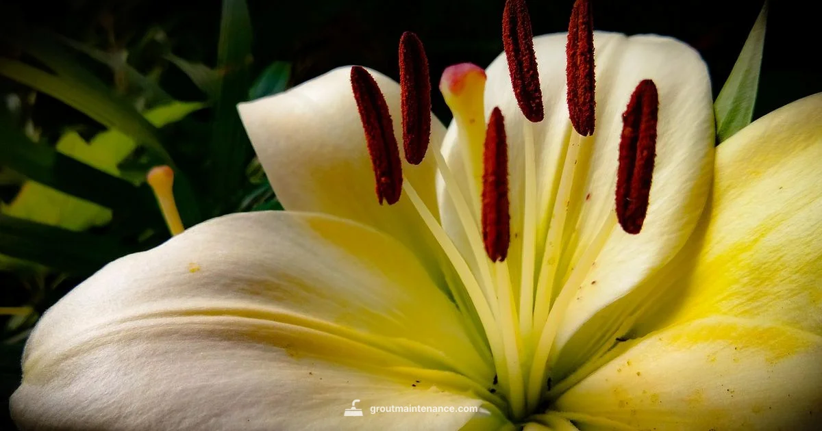 Fresh Lily Grout - Grout Maintenance