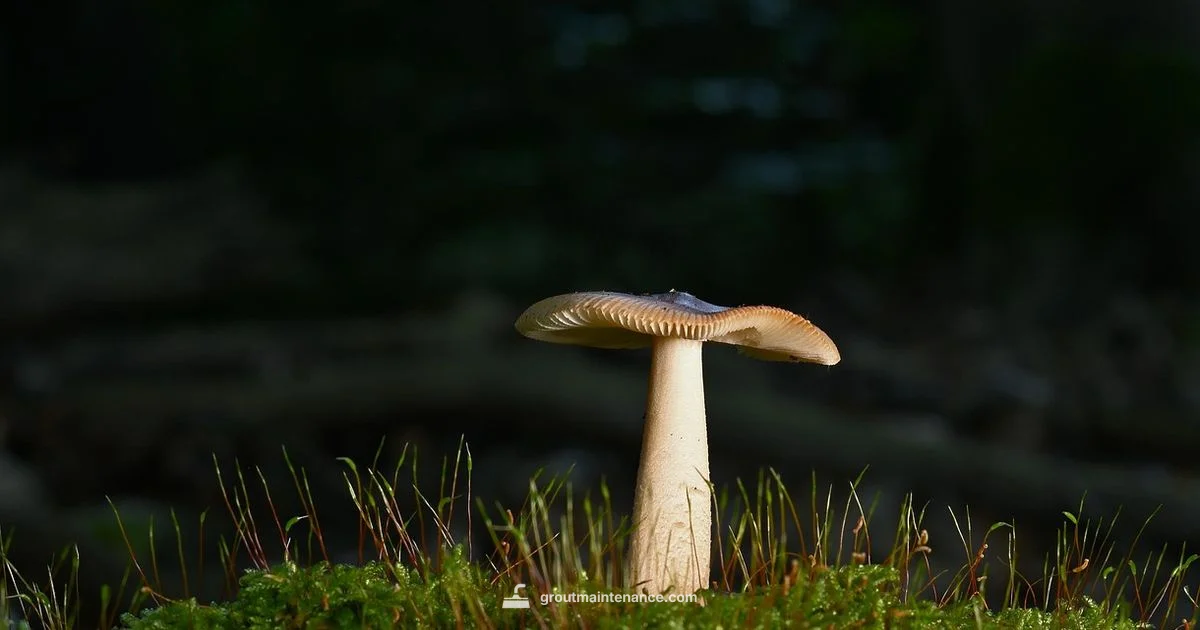 Mushroom Grout Care - Grout Maintenance