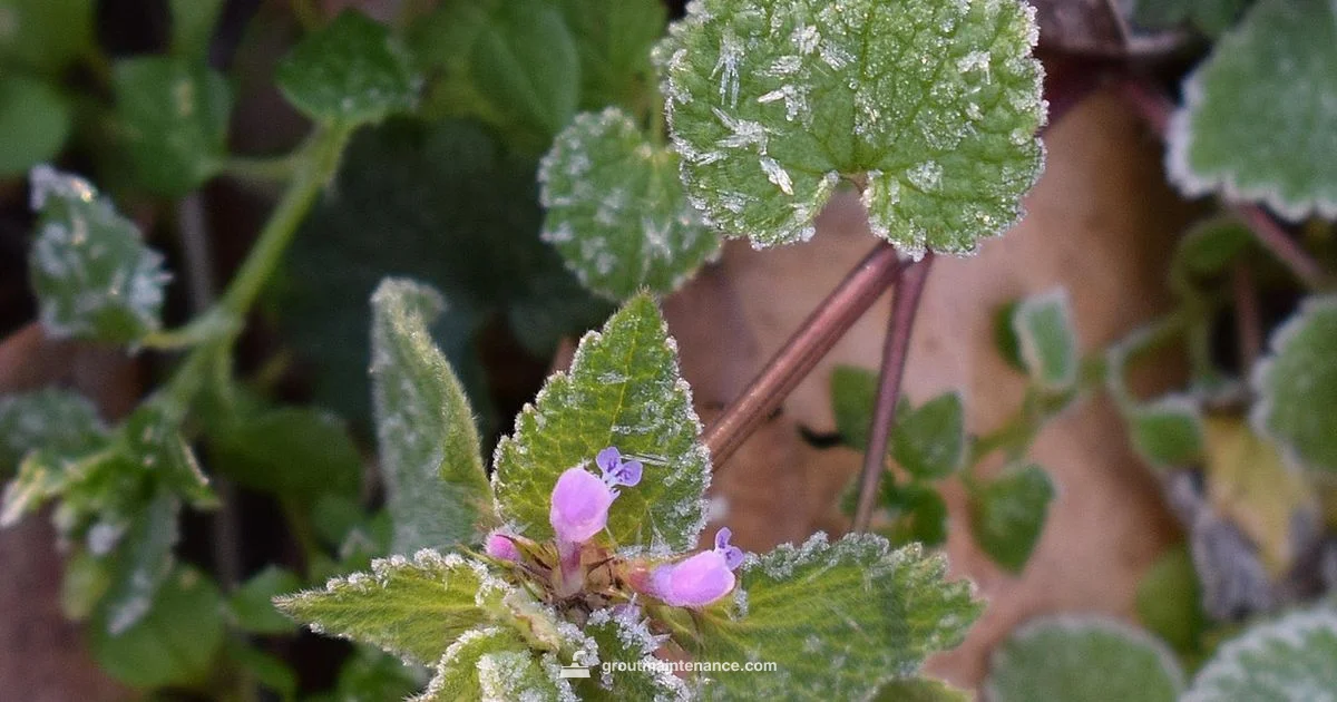 Frost Grout Guide - Grout Maintenance