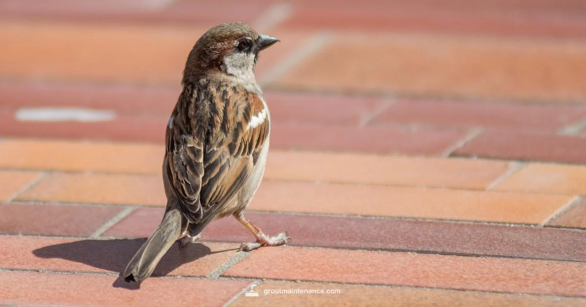 Grout vs Mortar - Grout Maintenance