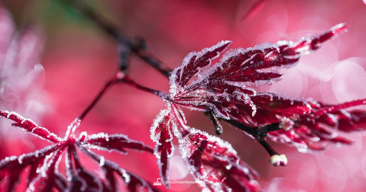 Frost vs Gray Grout Frost vs Gray Grout - Grout Maintenance