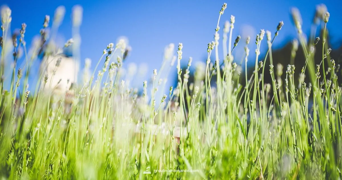 Flagstone Grout Guide - Grout Maintenance