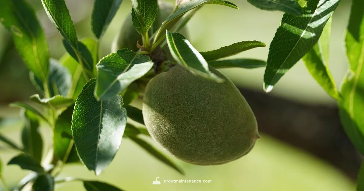 Almond Grout Essentials - Grout Maintenance