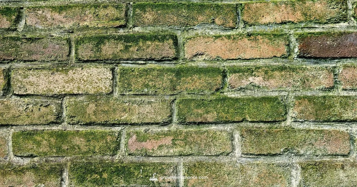 Black Grout Guide Black Grout Guide - Grout Maintenance