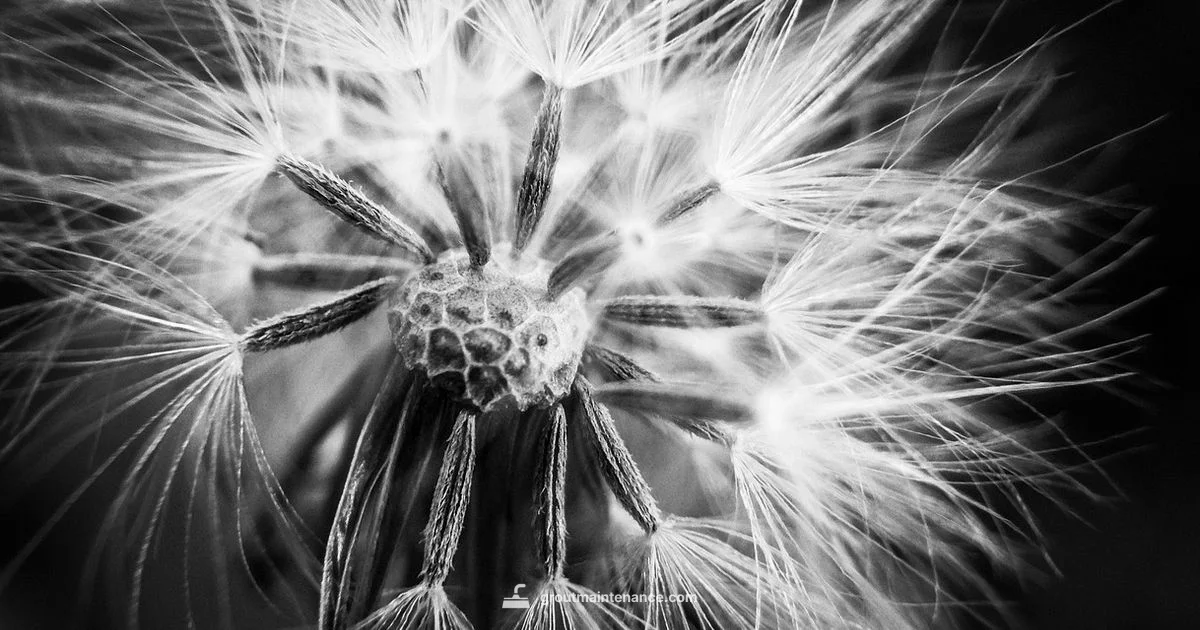 Black Grout Guide - Grout Maintenance